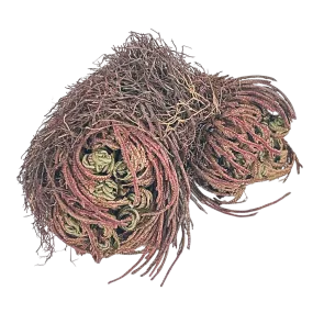 Rose of Jericho #2