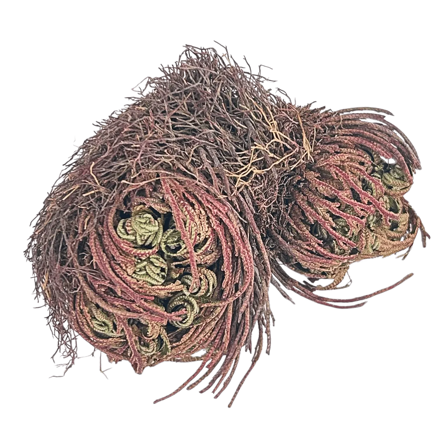 Rose of Jericho #2